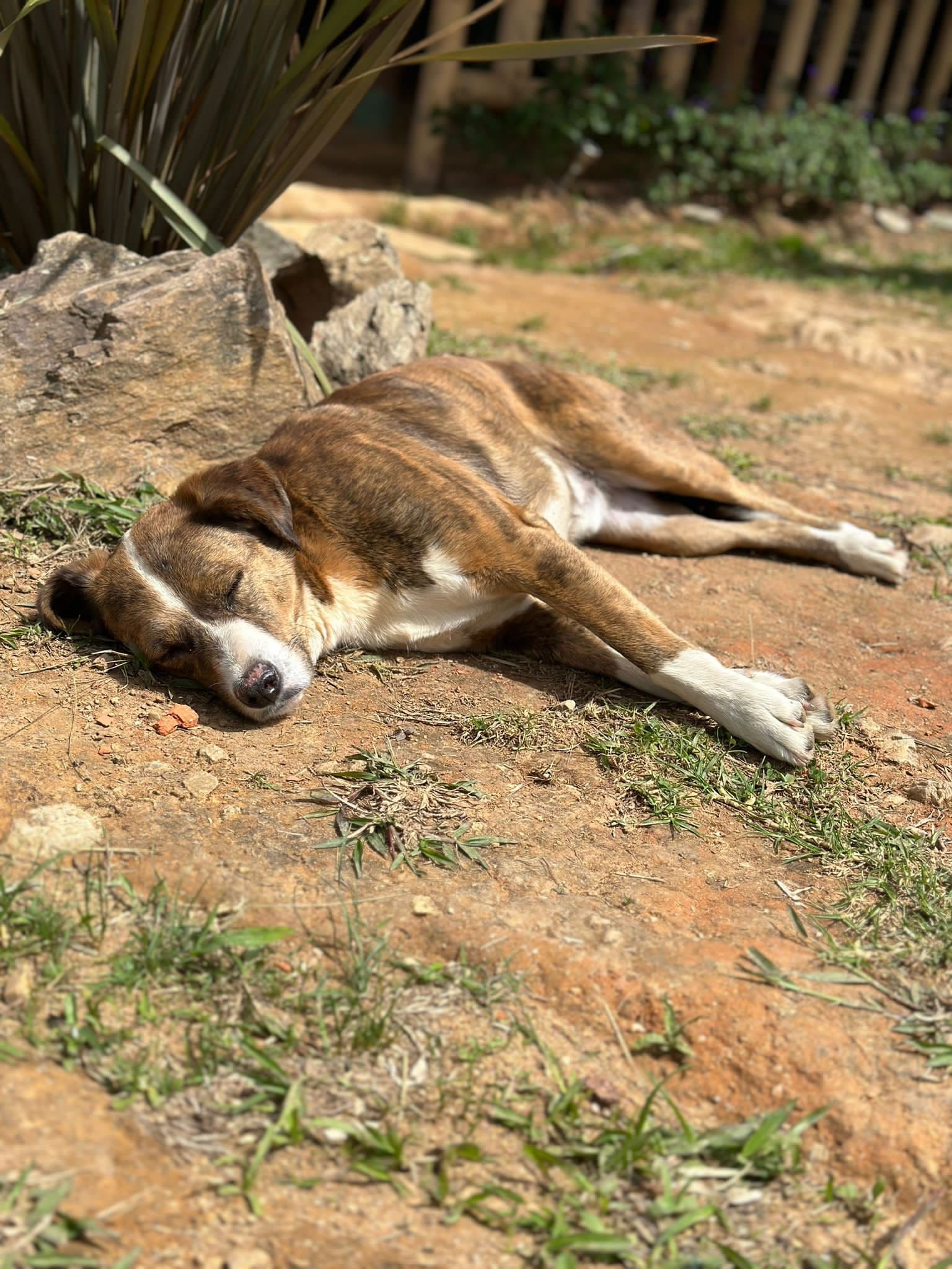 Ayahuasca and Sleep Disorders: Can Plant Medicine Support Deeper Rest?